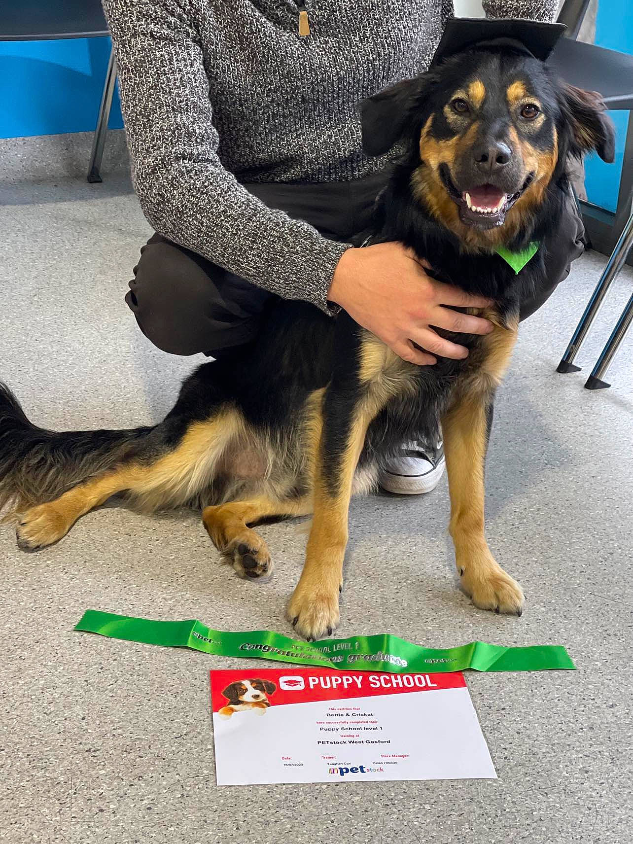 Cricket is registered to the contest to win money with this photo: ancient_dog_breeds, canidae, carnivore, companion_dog, couch, dog, dog_breed, dog_supply, flooring, foot, guard_dog, herding_dog, mammal, paw, rottweiler, snout, sporting_group, vertebrate, working_animal, working_dog