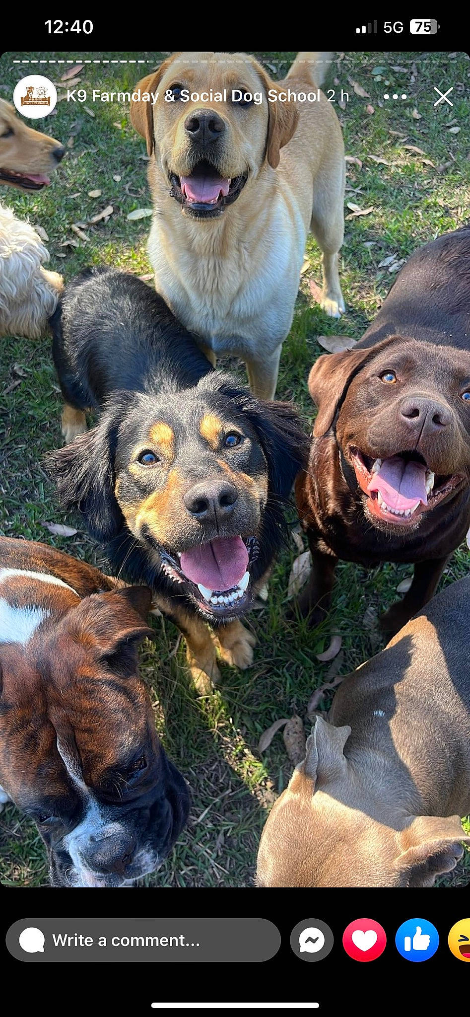 Cricket is registered to the contest to win money with this photo: adventure, ancient_dog_breeds, canidae, carnivore, companion_dog, dog, dog_breed, grass, hunting_dog, liver, mammal, plant, sharing, snout, sporting_group, terrestrial_animal, working_animal, working_dog