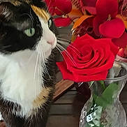 Boo Boo is registered to the contest to win money with this photo: bouquet, calico_cat, cat, closeup, colorful, curious, decor, domestic_animal, feline, flower, green_eyes, indoor, nature, pet, plant, rose, table, vase, whiskers, wood