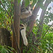 Pedro is registered to the contest to win money with this photo: animal, branch, cat, climbing, closeup, curious, daylight, exploration, fur, greenery, leaves, nature, outdoor, paw, pet, playful, tree, trunk, whiskers, wildlife