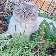 Bounty a rejoint le concours — aidez-le/la à gagner de superbes lots ! animal, cat, closeup, cute, ears, fence, fluffy, fur, grass, greenery, leaf, mammal, nature, outdoor, pet, plant, relaxed, sitting, sunlight, whiskers
