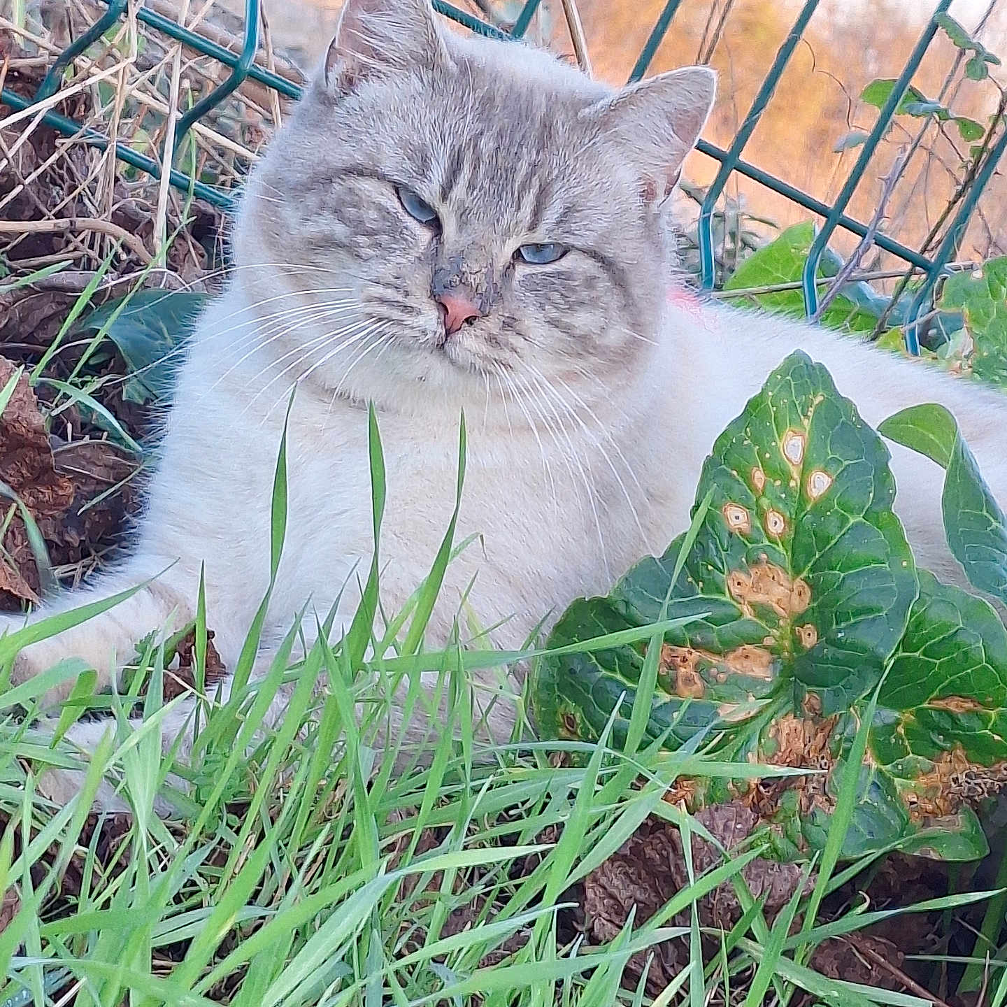 Bounty a rejoint le concours — aidez-le/la à gagner de superbes lots ! animal, cat, closeup, cute, ears, fence, fluffy, fur, grass, greenery, leaf, mammal, nature, outdoor, pet, plant, relaxed, sitting, sunlight, whiskers