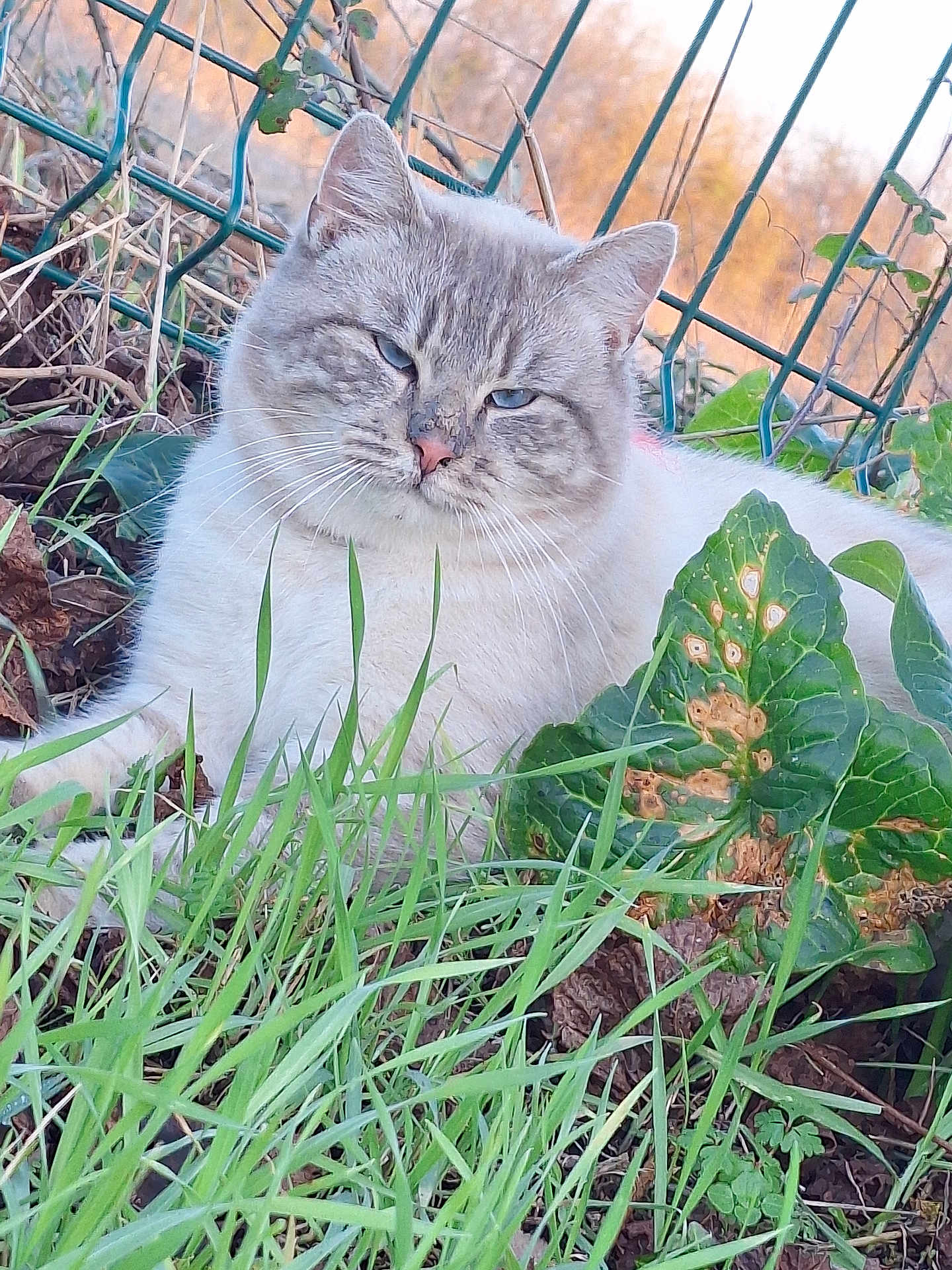 Bounty a rejoint le concours — aidez-le/la à gagner de superbes lots ! animal, cat, closeup, cute, ears, fence, fluffy, fur, grass, greenery, leaf, mammal, nature, outdoor, pet, plant, relaxed, sitting, sunlight, whiskers