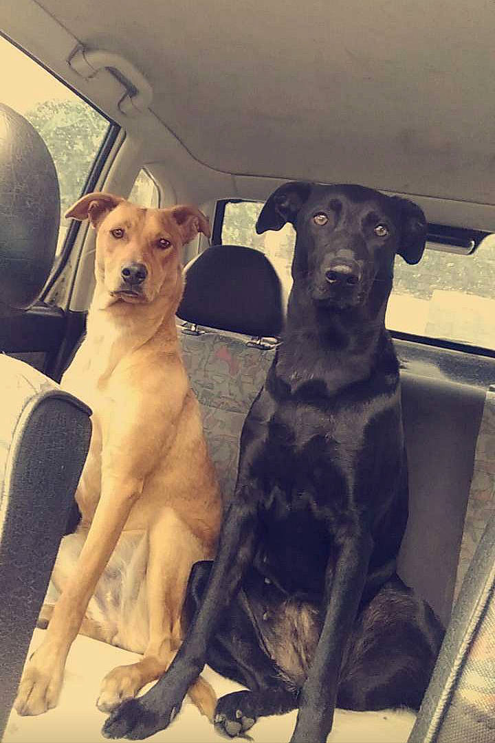 Nala Et Caramel a rejoint le concours — aidez-le/la à gagner de superbes lots ! canidae, carnivore, chippiparai, dog, dog_breed, fawn, greyhound, hortaya_borzaya, hunting_dog, lurcher, mammal, mudhol_hound, potcake_dog, rampur_greyhound, rare_breed_dog, sloughi, street_dog, vertebrate, whippet