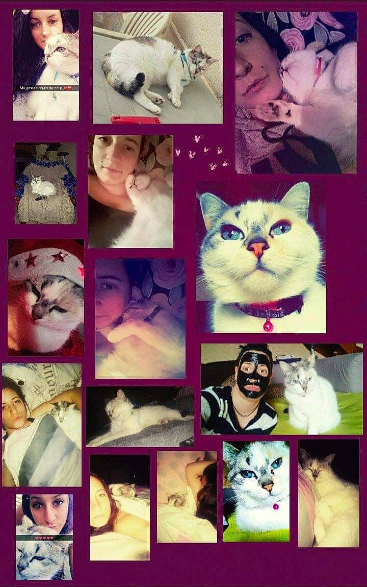 Louna participe au concours pour gagner de l'argent avec cette photo : art, carnivore, cat, collage, facial_expression, felidae, graphic_design, kitten, photo_caption, photography, photomontage, small_to_medium_sized_cats, snapshot, whiskers