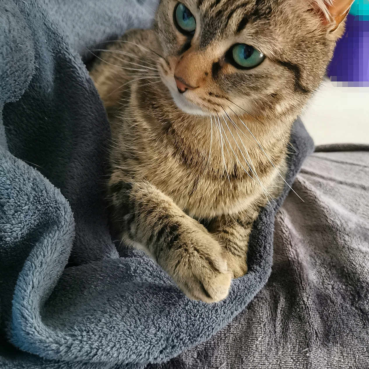 Lola