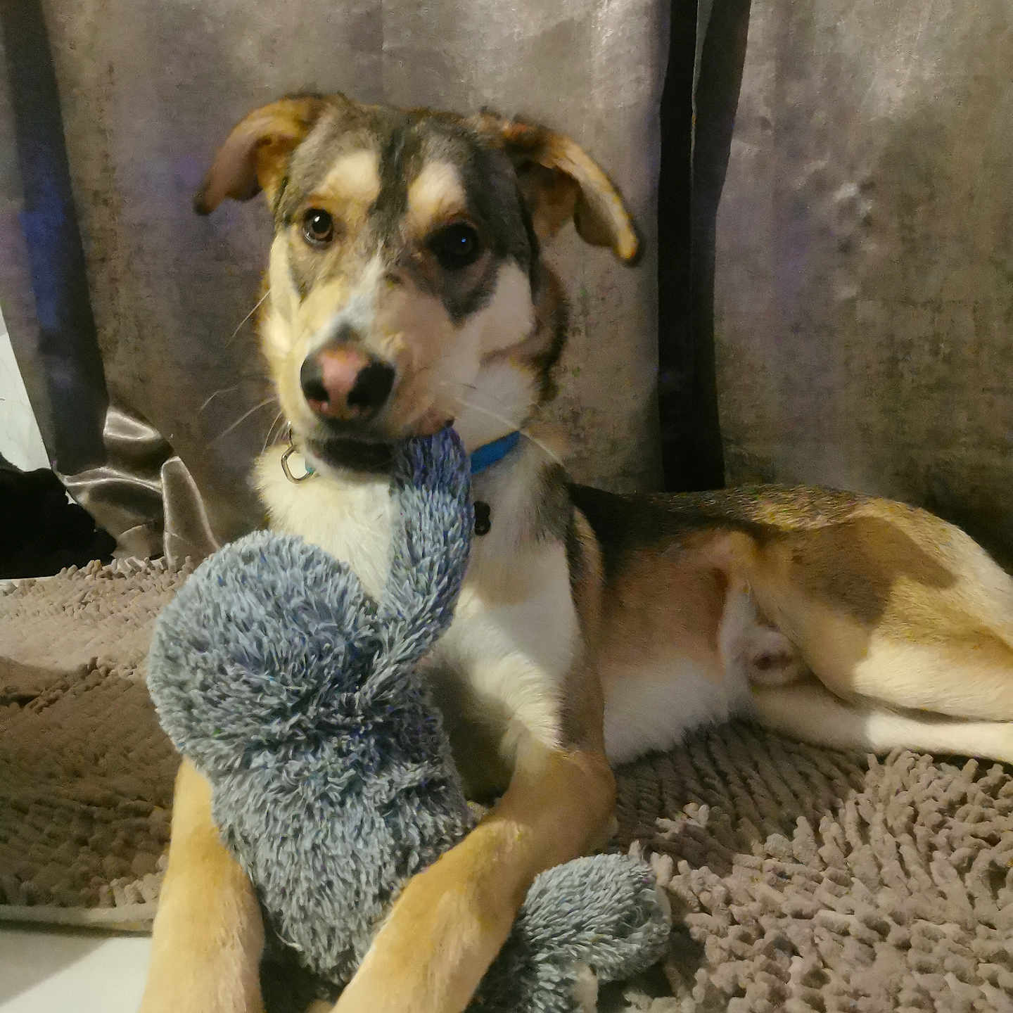 Vador participe au concours pour gagner de l'argent avec cette photo : animal, beagle, blanket, boxer, canine, clothing, couch, cushion, dog, eskimodog, furniture, goldenretriever, homedecor, hound, husky, labradorretriever, pet, puppy, scarf, toy