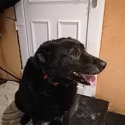 Balou a rejoint le concours — aidez-le/la à gagner de superbes lots ! dog, black_dog, indoor, door, tongue_out, pet, animal, floor, towel, collar, wall, happy, sitting, side_view, canine, domestic_animal, house, looking_away, fur, ears
