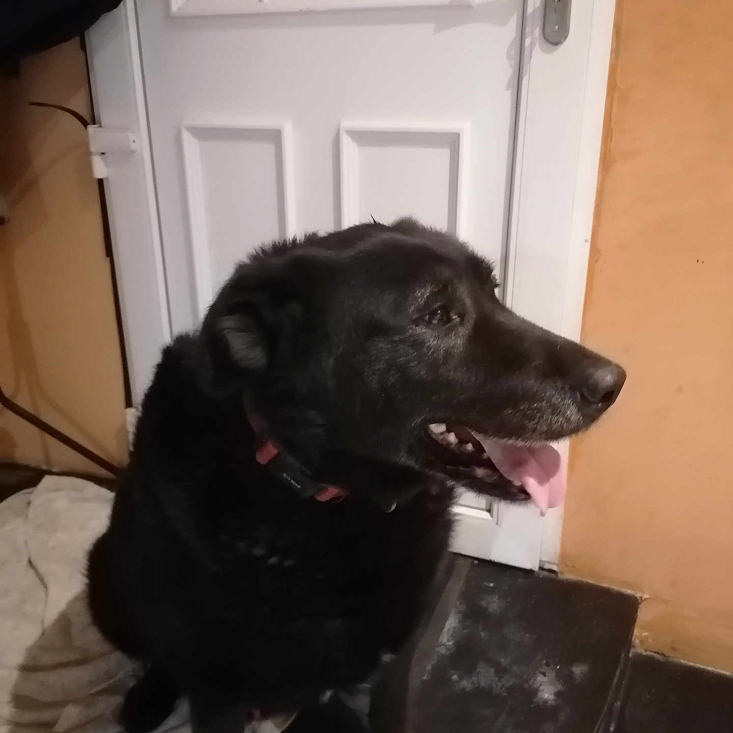 Balou a rejoint le concours — aidez-le/la à gagner de superbes lots ! dog, black_dog, indoor, door, tongue_out, pet, animal, floor, towel, collar, wall, happy, sitting, side_view, canine, domestic_animal, house, looking_away, fur, ears