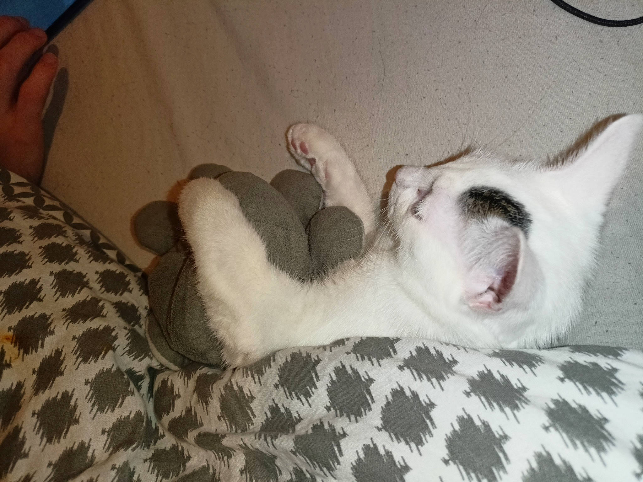 Calypso a rejoint le concours — aidez-le/la à gagner de superbes lots ! carnivore, cat, comfort, companion_dog, couch, dog_breed, domestic_short_haired_cat, fawn, felidae, foot, fur, linens, nap, paw, small_to_medium_sized_cats, snout, sporting_group, tail, terrestrial_animal, whiskers