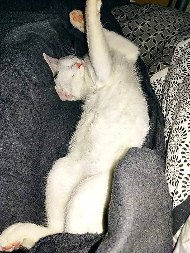 Calypso participe au concours pour gagner de l'argent avec cette photo : carnivore, cat, claw, comfort, companion_dog, couch, dog_breed, domestic_short_haired_cat, ear, fawn, felidae, fur, gesture, head, jaw, paw, small_to_medium_sized_cats, snout, tail, whiskers