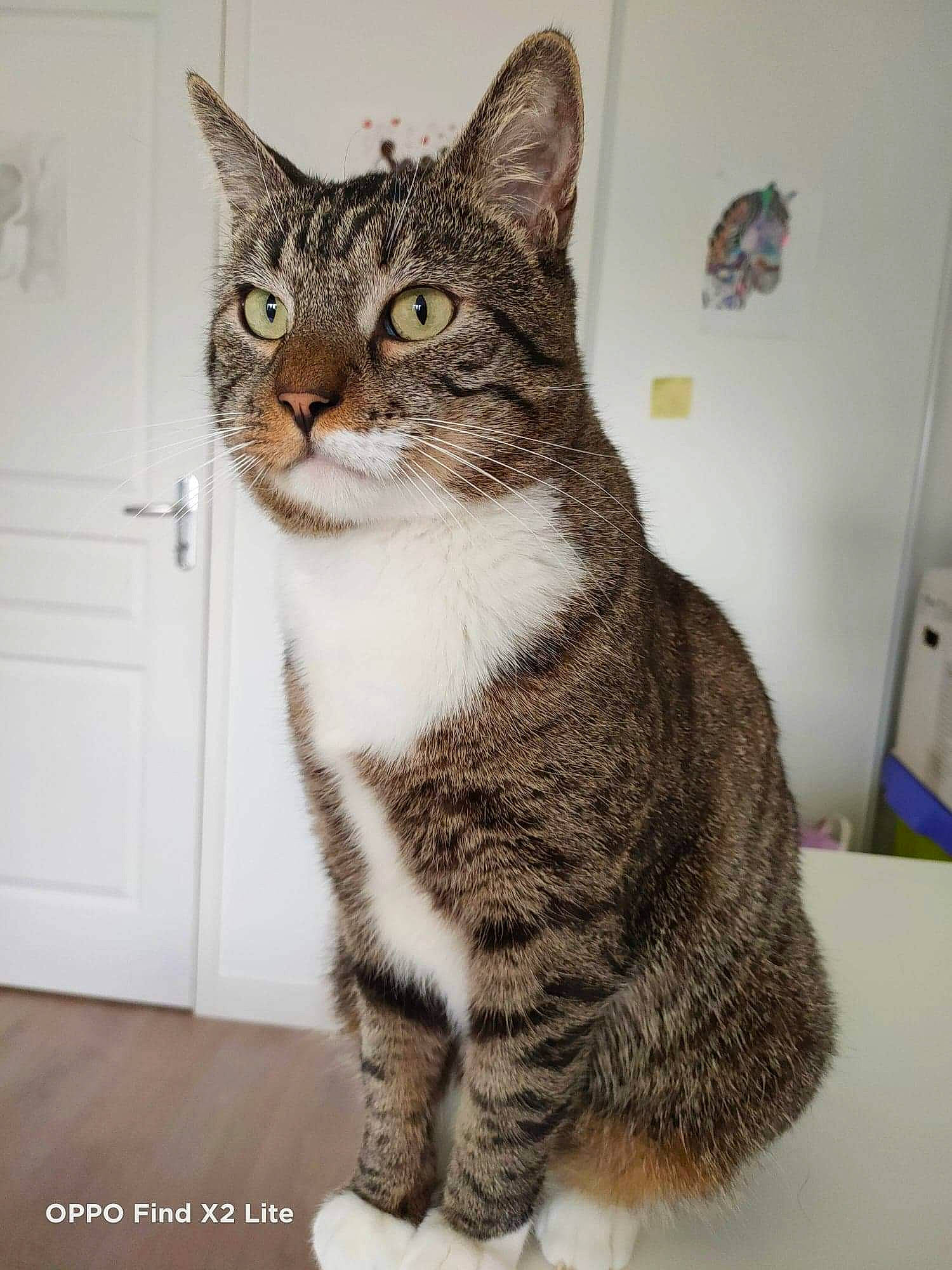 Patou participe au concours pour gagner de l'argent avec cette photo : art, building, carnivore, cat, domestic_short_haired_cat, door, eye, felidae, fur, head, iris, paw, sitting, small_to_medium_sized_cats, snout, tail, terrestrial_animal, whiskers, window