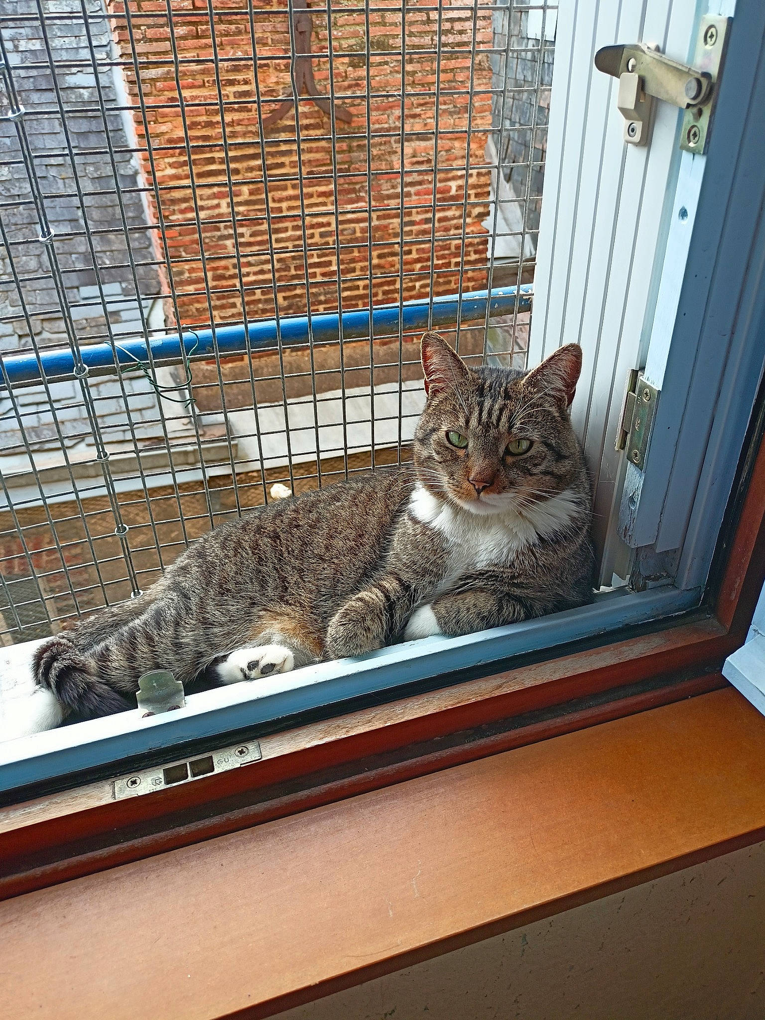 Patou a rejoint le concours — aidez-le/la à gagner de superbes lots ! animal_shelter, carnivore, cat, comfort, domestic_short_haired_cat, door, felidae, flooring, fur, mammal, mesh, metal, pet_supply, small_to_medium_sized_cats, snout, tail, terrestrial_animal, whiskers, window, wood