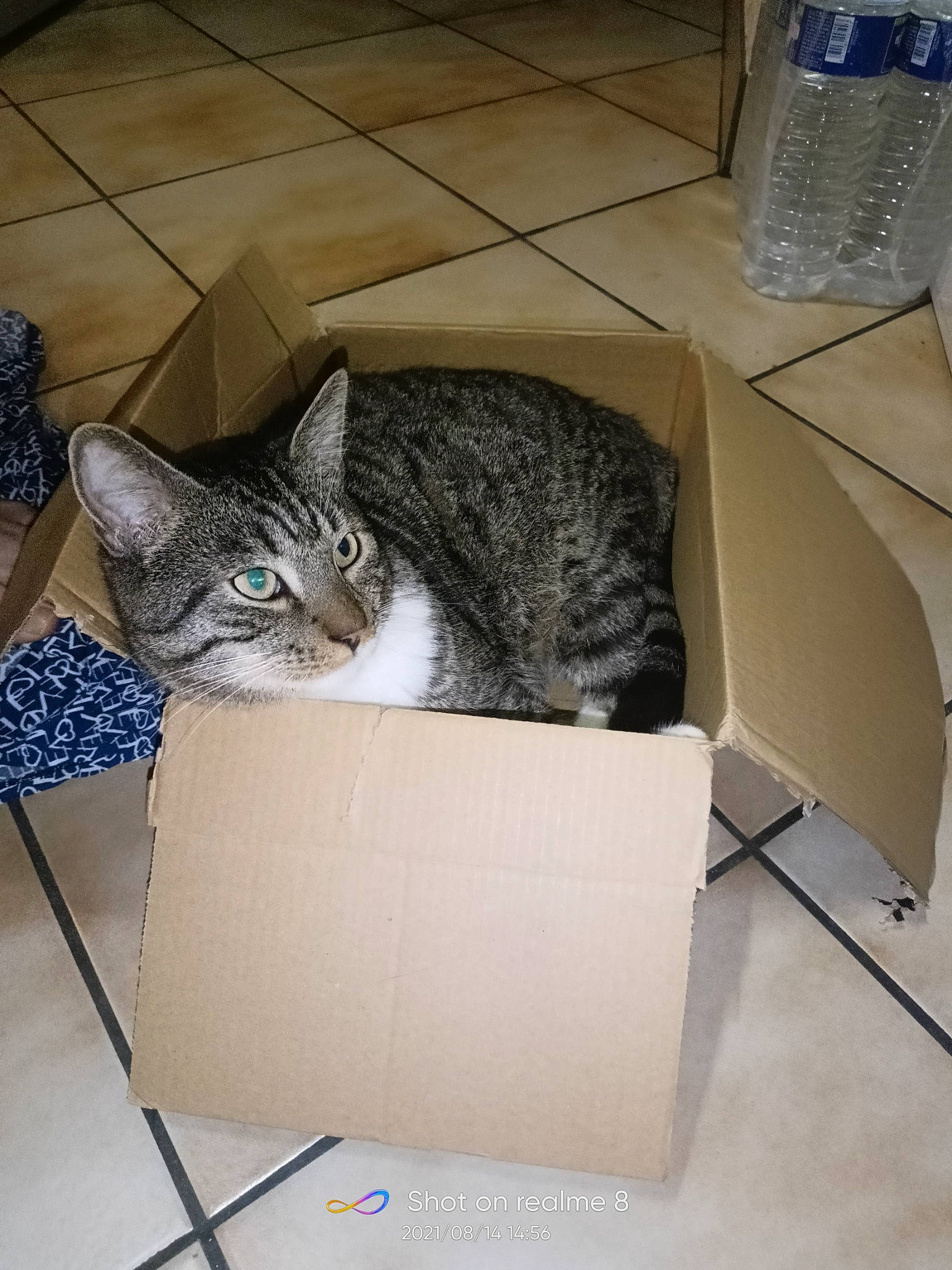 Patou participe au concours pour gagner de l'argent avec cette photo : blue, bottle, bottled_water, box, cardboard, carnivore, carton, cat, comfort, domestic_short_haired_cat, drinking_water, felidae, flooring, grey, mineral_water, plastic_bottle, shipping_box, small_to_medium_sized_cats, water_bottle, whiskers