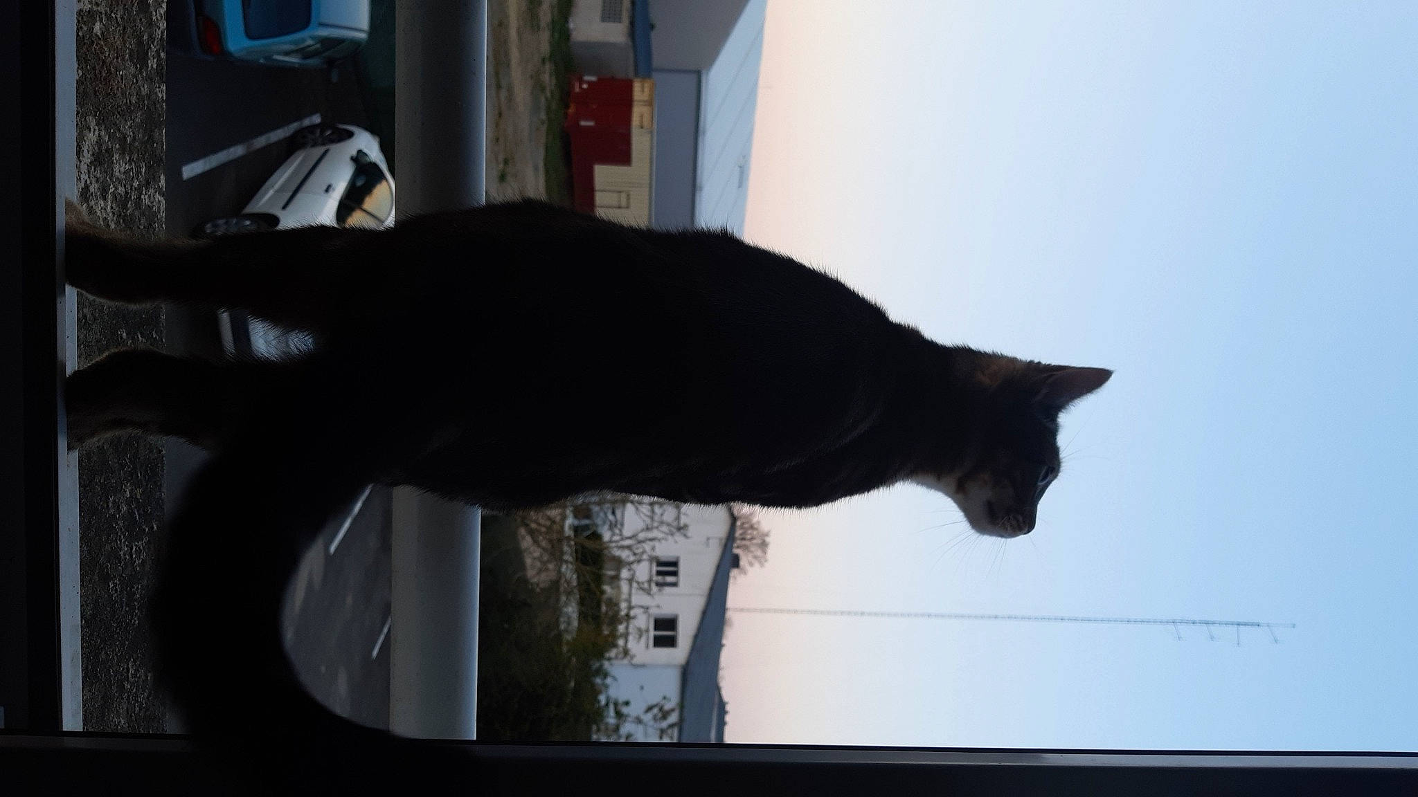 Popy participe au concours pour gagner de l'argent avec cette photo : asian, black, black_cat, carnivore, cat, domestic_short_haired_cat, european_shorthair, felidae, fur, leg, polydactyl_cat, small_to_medium_sized_cats, snout, tail, whiskers, window