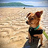 Meadow is registered to the contest to win money with this photo: animal, beach, calm, collar, dog, harness, hill, leash, nature, outdoor, pet, sand, sea, shadow, sitting, sky, small_dog, sunlight, sunny, water