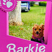Meadow joined the competition — help win amazing prizes! animal, background_blur, campaign, canine, cute, daylight, dog, grass, happy, nature, outdoor, paw_print, pet, pink_frame, portrait, scarf, sign, smiling, tongue_out, tree_trunk