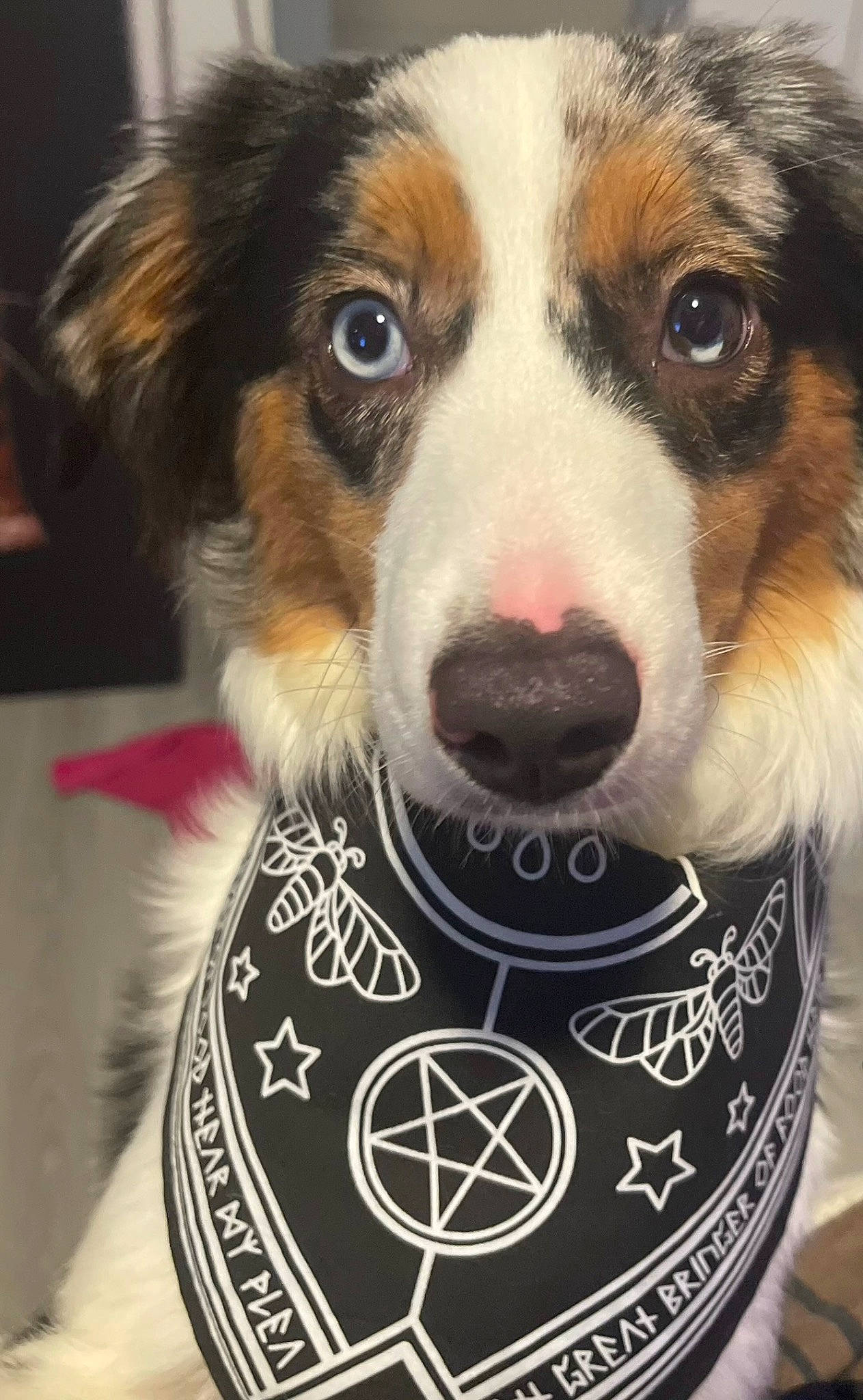 Lotus joined the competition — help win amazing prizes! canidae, carnivore, circle, collar, companion_dog, dog, dog_breed, dog_supply, fur, pet_supply, snout, sporting_group, toy_dog, whiskers, working_dog