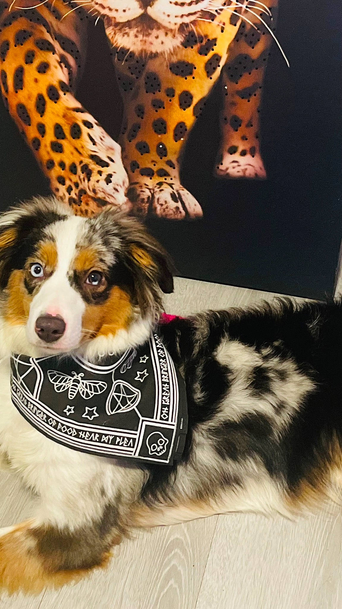 Lotus joined the competition — help win amazing prizes! carnivore, collar, companion_dog, dog, dog_breed, dog_collar, dog_supply, fashion_accessory, fawn, felidae, fur, herding_dog, leash, pattern, pet_supply, snout, sporting_group, terrestrial_animal, whiskers, working_animal