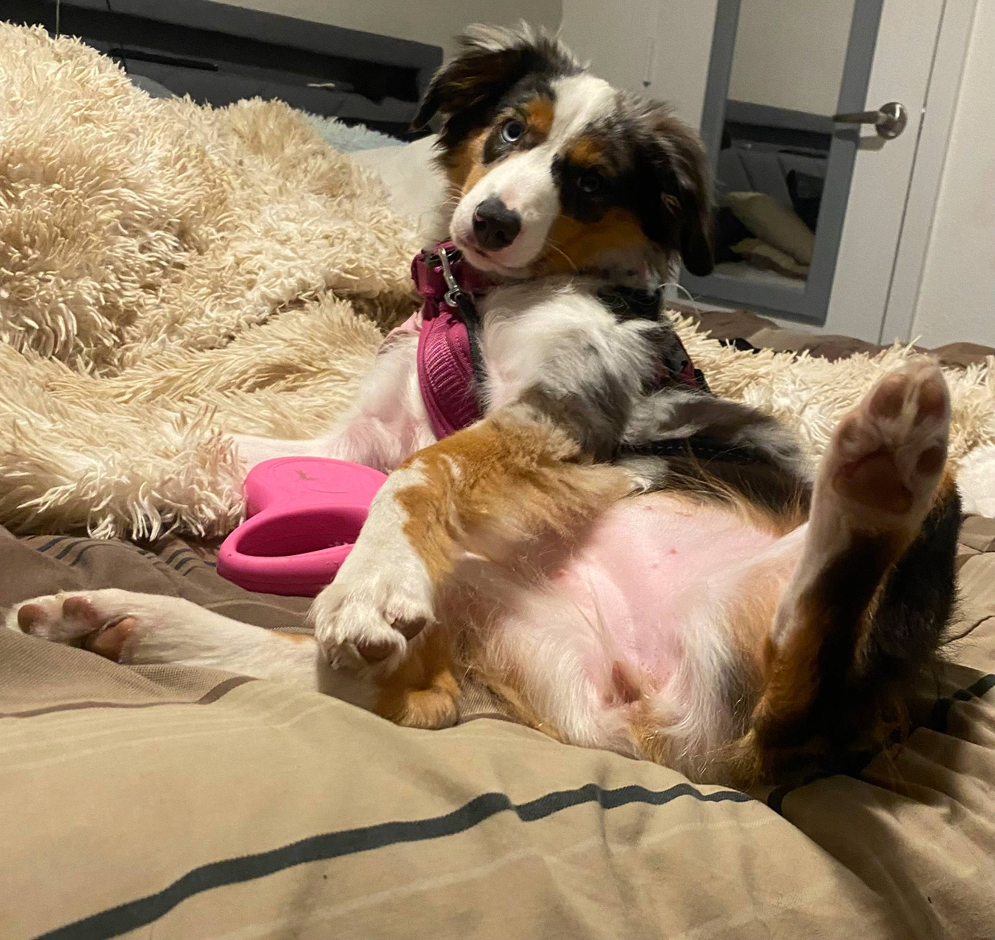 Lotus joined the competition — help win amazing prizes! borzoi, canidae, carnivore, collar, comfort, companion_dog, dog, dog_breed, dog_supply, door, fawn, fur, herding_dog, liver, paw, snout, sporting_group, street_dog, texas_heeler, working_animal