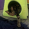 cat, tabby_cat, pet_house, stretching, paw, curious, indoor, carpet, clothing, fabric, purple, polka_dot, green, soft_furniture, animal, feline, cozy, resting, playful, home