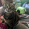 Mr. Penis joined the competition — help win amazing prizes! cat, tabby, green_eyes, pet, indoor, bed, blanket, cushion, cord, window, cat_house, furniture, home, curious, whiskers, collar, domestic, animal, cozy, sunlight