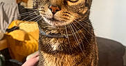 Mr. Penis is registered to the contest to win money with this photo: cat, tabby, pet, animal, indoor, close_up, yellow_eyes, whiskers, fur, collar, person, hand, lap, furniture, blanket, rug, home, cozy, curious, domestic