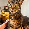cat, tabby, pet, animal, indoor, close_up, yellow_eyes, whiskers, fur, collar, person, hand, lap, furniture, blanket, rug, home, cozy, curious, domestic