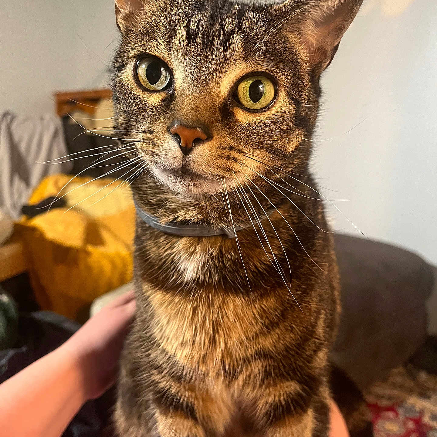Mr. Penis is registered to the contest to win money with this photo: cat, tabby, pet, animal, indoor, close_up, yellow_eyes, whiskers, fur, collar, person, hand, lap, furniture, blanket, rug, home, cozy, curious, domestic