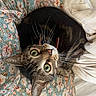 Mr. Penis joined the competition — help win amazing prizes! cat, tabby_cat, green_eyes, whiskers, ears, floral_pattern, fabric, bedding, bed, close_up, pet, cute, feline, domestic_animal, sleeping_area, resting, indoor, soft_texture, curious, animal