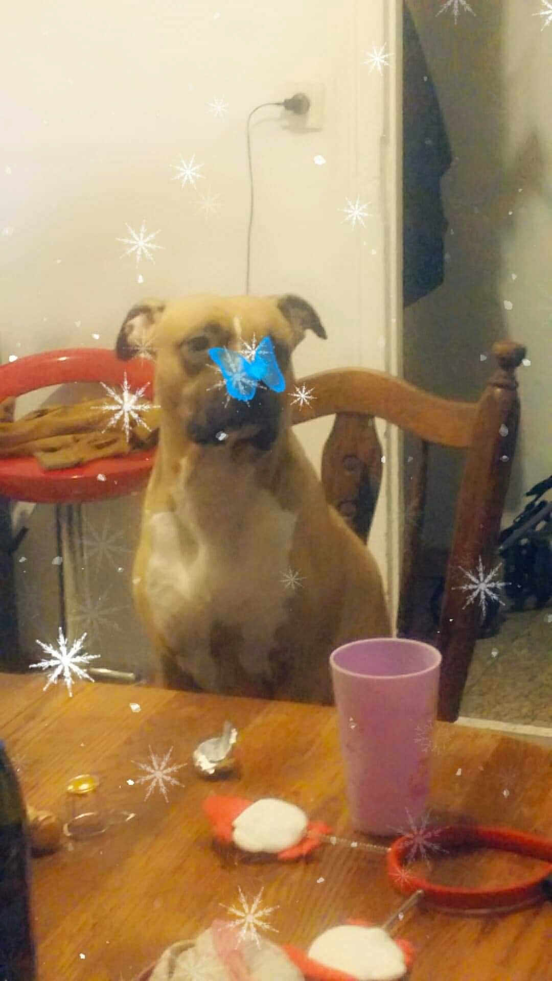 Laïka