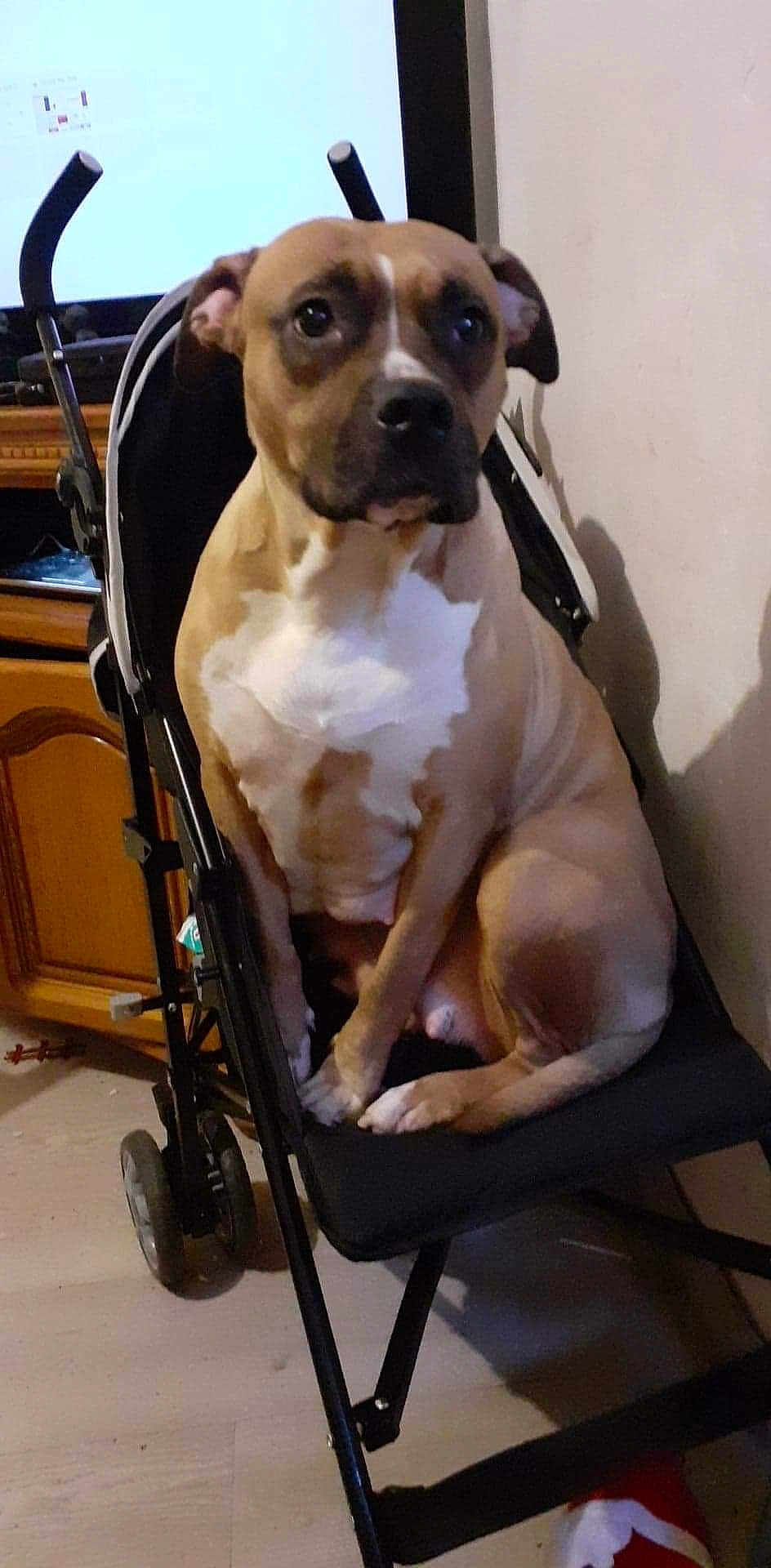 Laïka