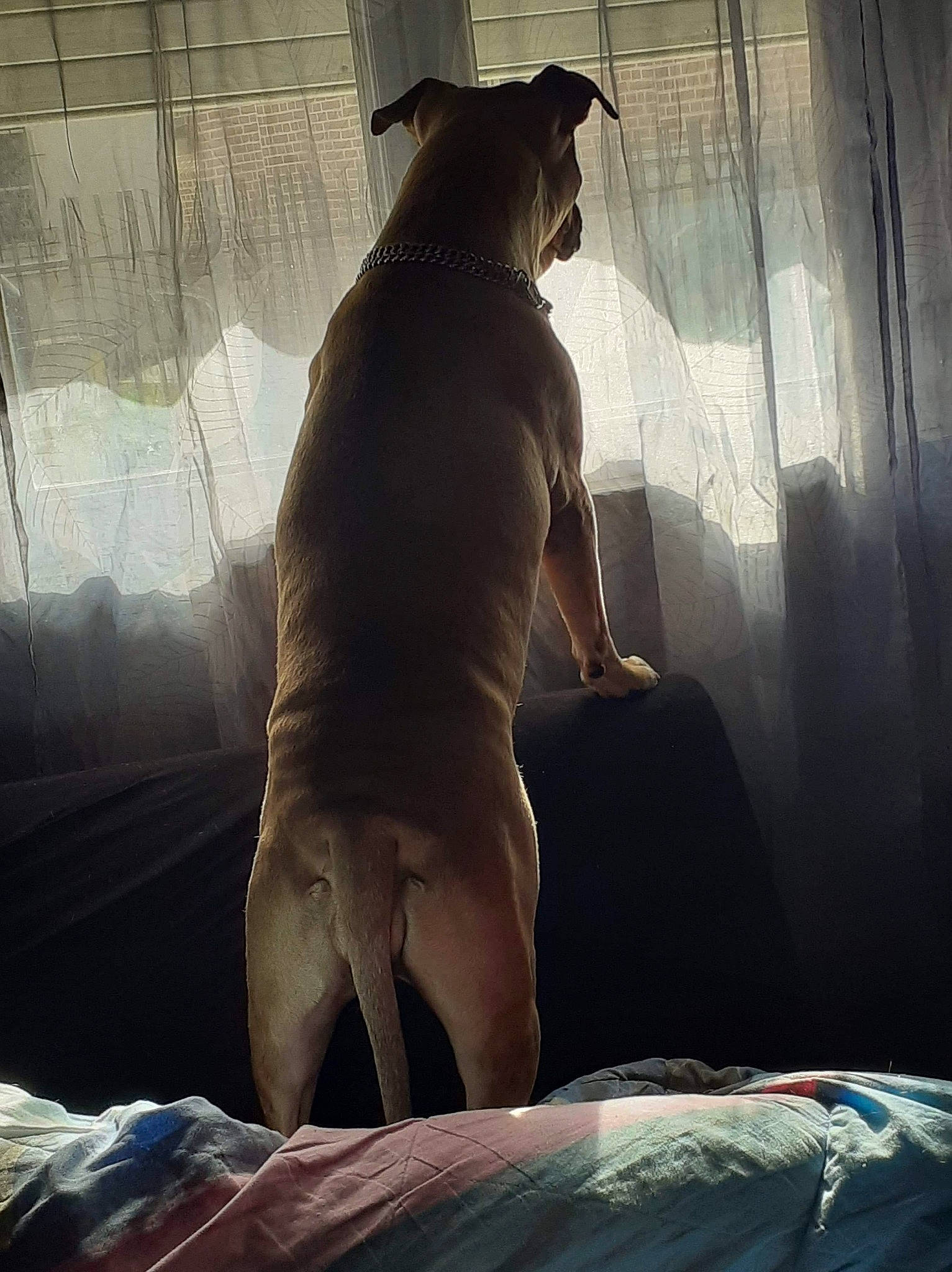 Laïka participe au concours pour gagner de l'argent avec cette photo : art, comfort, darkness, elbow, flash_photography, flesh, foot, fur, human_body, human_leg, knee, linens, metal, room, shadow, sitting, snout, tail, tints_and_shades, visual_arts