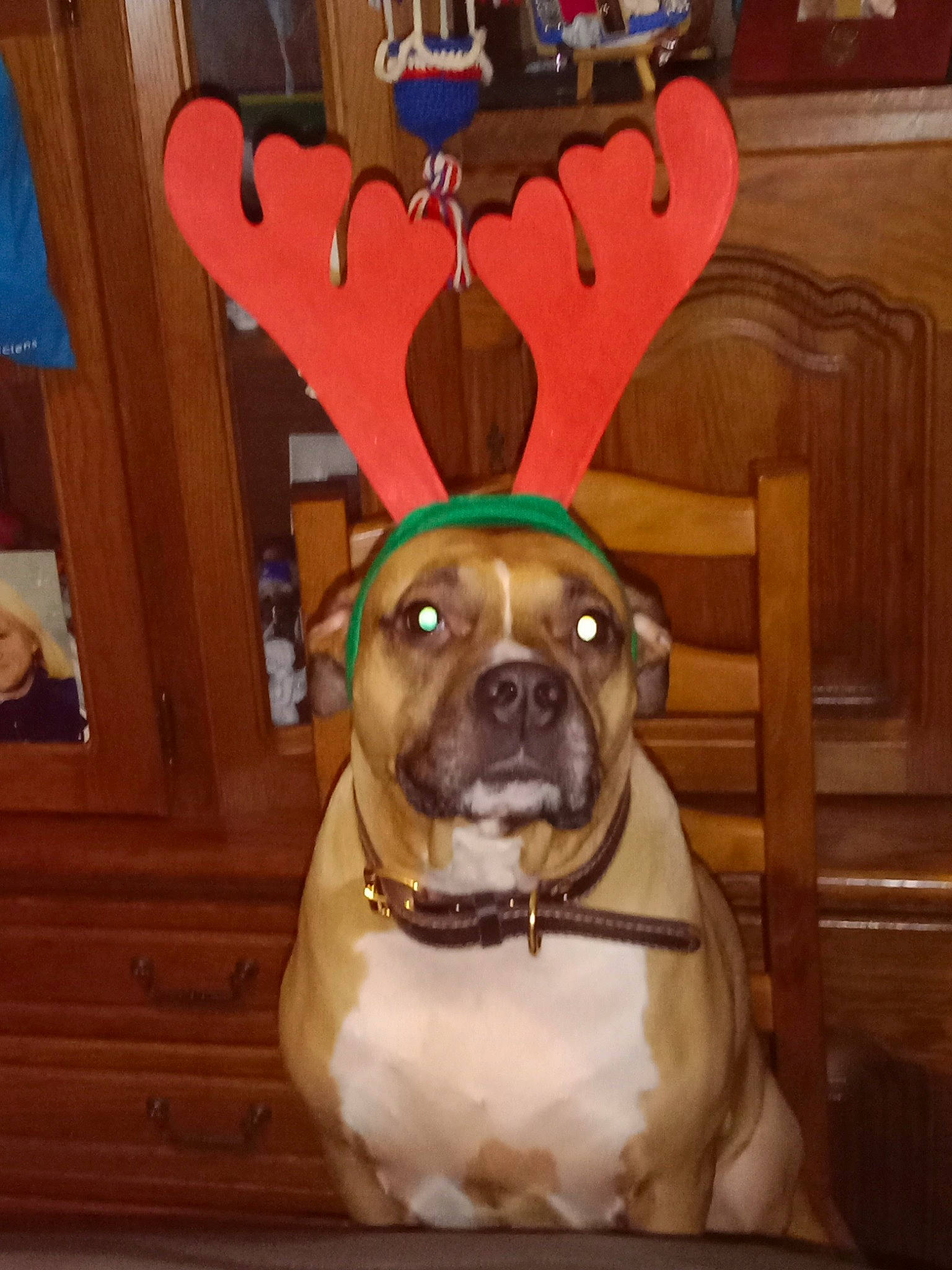 Laïka a rejoint le concours — aidez-le/la à gagner de superbes lots ! carnivore, chair, collar, companion_dog, dog, dog_breed, dog_collar, fawn, flooring, hardwood, pug, snout, sporting_group, toy_dog, varnish, whiskers, wood, wood_stain, working_animal, wrinkle