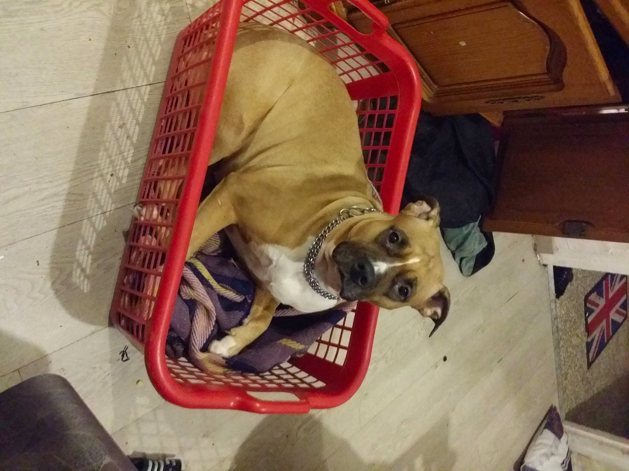 Laïka participe au concours pour gagner de l'argent avec cette photo : canidae, carnivore, collar, comfort, companion_dog, dog, dog_breed, dog_collar, dog_supply, fawn, flooring, leash, non_sporting_group, pet_supply, snout, sporting_group, tail, toy_dog, wood, working_animal