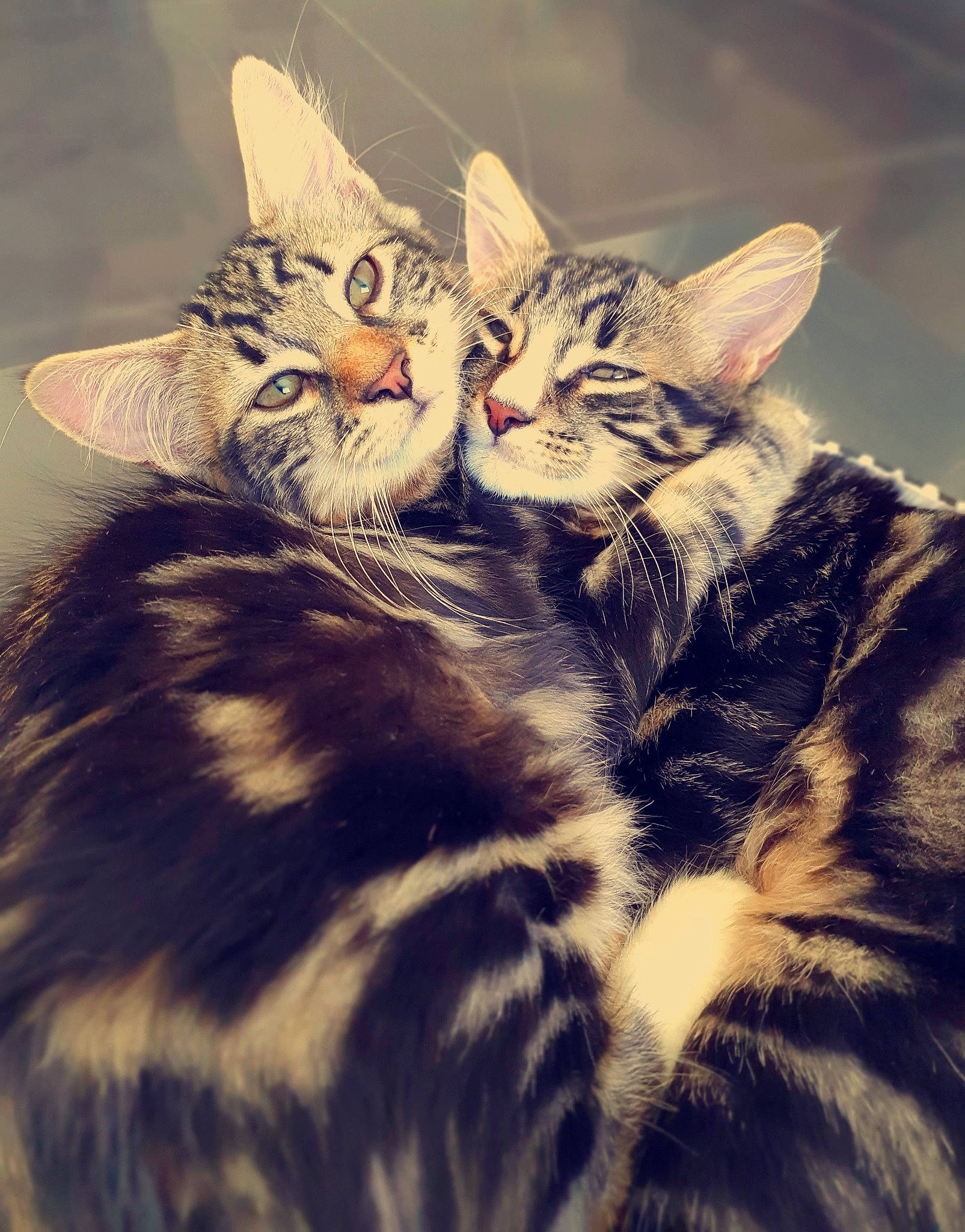 Beyoncé participe au concours pour gagner de l'argent avec cette photo : american_shorthair, american_wirehair, asian, california_spangled, carnivore, cat, domestic_short_haired_cat, dragon_li, ear, european_shorthair, felidae, fur, kitten, mammal, small_to_medium_sized_cats, sokoke, tabby_cat, toyger, whiskers, wildlife