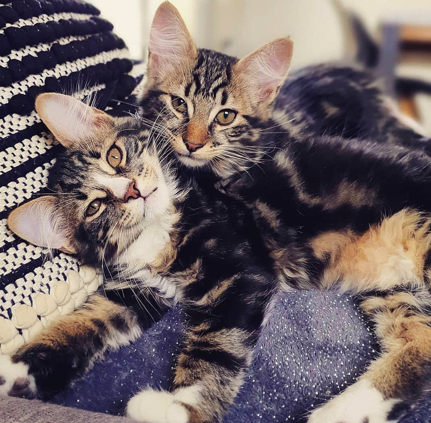 Beyoncé participe au concours pour gagner de l'argent avec cette photo : american_shorthair, american_wirehair, asian, california_spangled, carnivore, cat, domestic_short_haired_cat, dragon_li, egyptian_mau, european_shorthair, felidae, fur, kitten, mammal, small_to_medium_sized_cats, sokoke, tabby_cat, toyger, vertebrate, whiskers