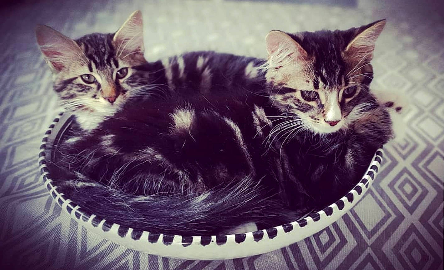 Beyoncé participe au concours pour gagner de l'argent avec cette photo : asian, black_cat, carnivore, cat, domestic_short_haired_cat, european_shorthair, eye, felidae, fictional_character, fur, illustration, kitten, love, polydactyl_cat, sky, small_to_medium_sized_cats, square, tabby_cat, whiskers, wild_cat