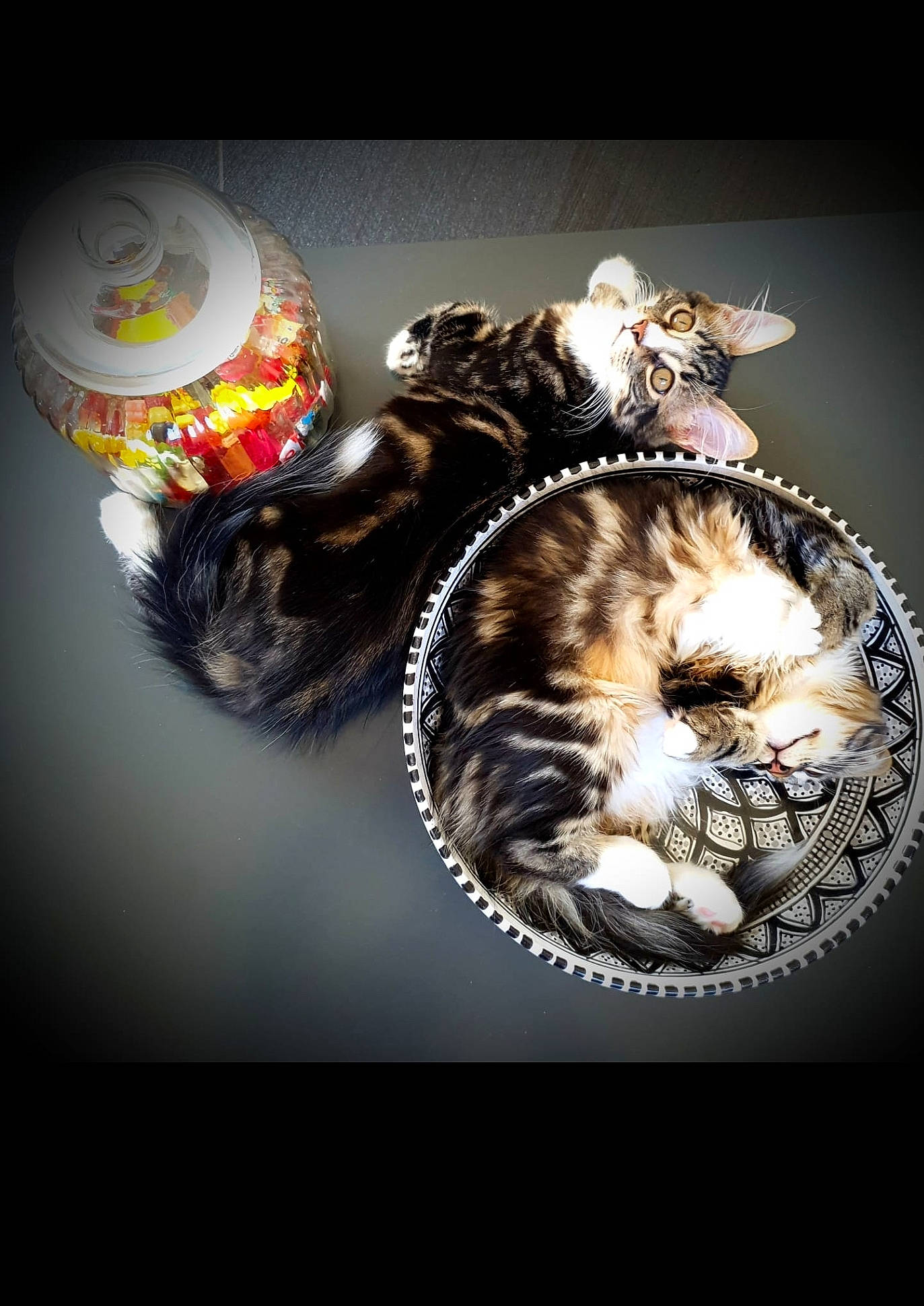 Beyoncé a rejoint le concours — aidez-le/la à gagner de superbes lots ! cat, felidae, fur, small_to_medium_sized_cats