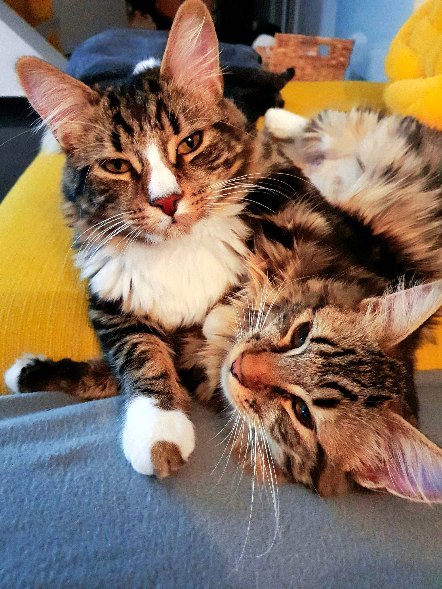 Jayz participe au concours pour gagner de l'argent avec cette photo : american_shorthair, american_wirehair, asian, carnivore, cat, domestic_short_haired_cat, dragon_li, european_shorthair, felidae, kitten, maine_coon, mammal, norwegian_forest_cat, pixie_bob, small_to_medium_sized_cats, tabby_cat, toyger, vertebrate, whiskers