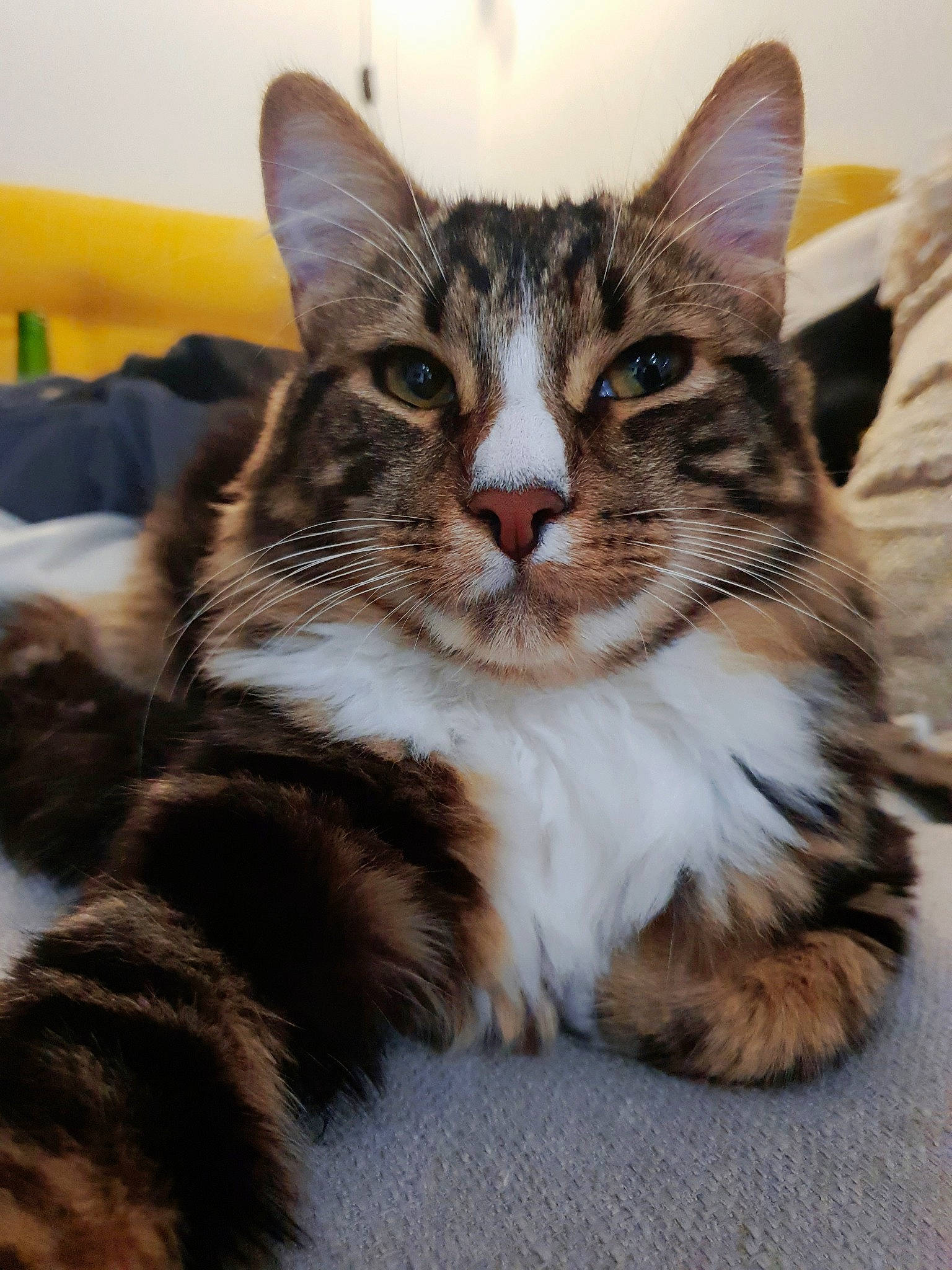 Jayz participe au concours pour gagner de l'argent avec cette photo : aegean_cat, american_shorthair, american_wirehair, asian, carnivore, cat, domestic_short_haired_cat, dragon_li, european_shorthair, felidae, kitten, maine_coon, mammal, norwegian_forest_cat, small_to_medium_sized_cats, tabby_cat, vertebrate, whiskers