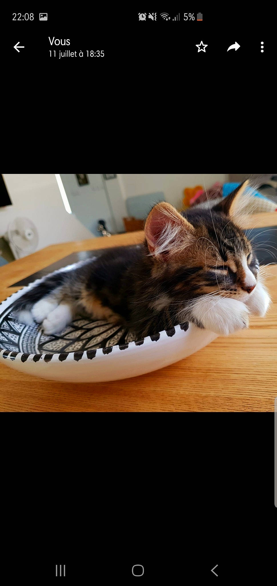 Jayz participe au concours pour gagner de l'argent avec cette photo : american_shorthair, asian, carnivore, cat, cat_bed, cat_supply, domestic_short_haired_cat, dragon_li, european_shorthair, felidae, fur, kitten, nap, small_to_medium_sized_cats, tabby_cat, whiskers