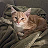 Biggy participe au concours pour gagner de l'argent avec cette photo : cat, kitten, orange_cat, tabby, pet, animal, feline, indoor, blanket, bed, cozy, sleepy, resting, lying_down, portrait, whiskers, ears, green_eyes, soft_lighting, home