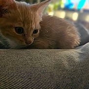 Biggy participe au concours pour gagner de l'argent avec cette photo : kitten, cat, orange_cat, sleeping, cuddly, fur, whiskers, ears, eyes, animal, pet, cozy, cushion, fabric, indoors, soft_light, close_up, resting, home, portrait