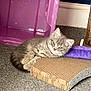 Stitch is registered to the contest to win money with this photo: kitten, cat, gray_tabby, cardboard_scratch_pad, purple_toy, carpet, indoor, pet, relaxed, feline, fur, whiskers, ears, paw, laying_down, household, container, floor, cute, animal