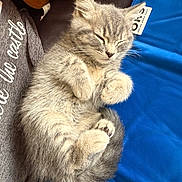Stitch is registered to the contest to win money with this photo: kitten, cat, sleeping, fur, cozy, blanket, plush_toy, cute, pet, animal, small, gray, whiskers, relaxed, indoor, soft, nap, feline, cute_pet, resting