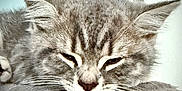 Stitch joined the competition — help win amazing prizes! cat, gray_cat, sleeping, furry, pet, whiskers, ears, face, closeup, resting, indoor, soft_texture, feline, cute, domestic_animal, relaxed, animal, cozy, nap, fur
