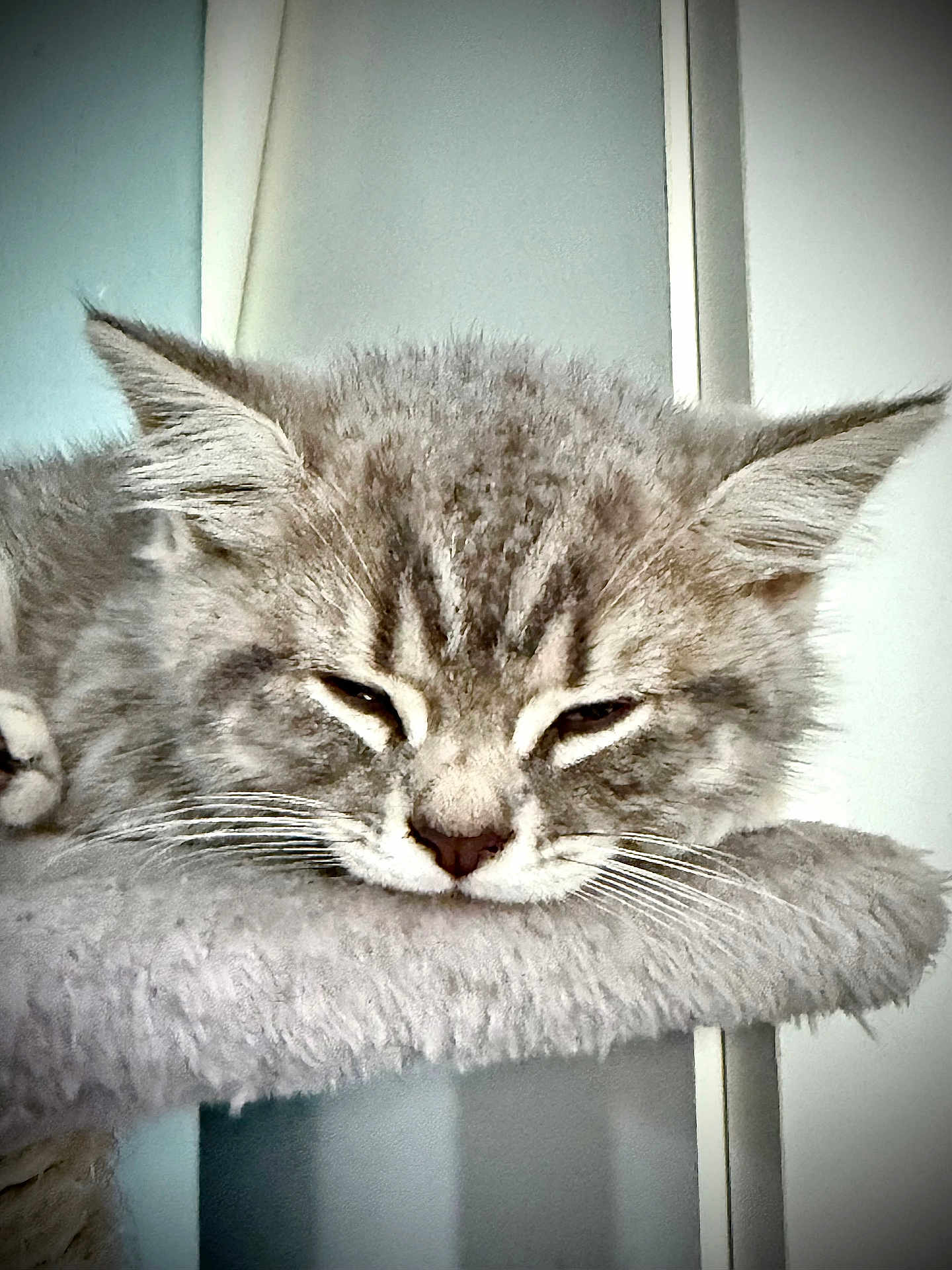 Stitch joined the competition — help win amazing prizes! cat, gray_cat, sleeping, furry, pet, whiskers, ears, face, closeup, resting, indoor, soft_texture, feline, cute, domestic_animal, relaxed, animal, cozy, nap, fur