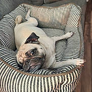 Cookie joined the competition — help win amazing prizes! dog, pug, pet_bed, striped, relaxed, indoor, cozy, canine, animal, cute, furry, comfort, resting, laying_down, close_up, portrait, floor, home, domestic, sleepy