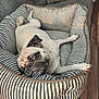 dog, pug, pet_bed, striped, relaxed, indoor, cozy, canine, animal, cute, furry, comfort, resting, laying_down, close_up, portrait, floor, home, domestic, sleepy